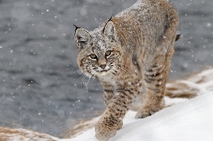 Bobcat