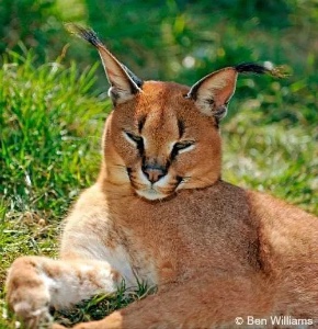 Caracal