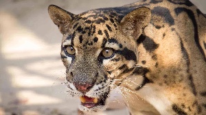 Clouded Leopard