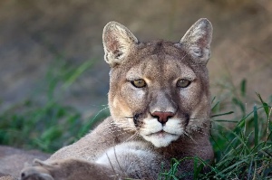 Cougar