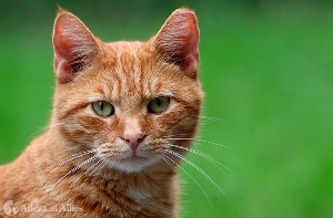Domestic Cat