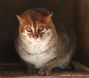 Flat-headed Cat