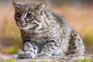 Geoffroy’s Cat