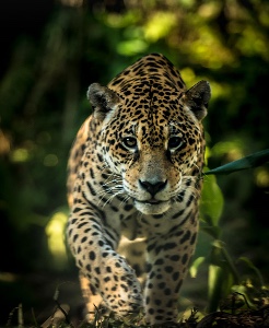 Jaguar