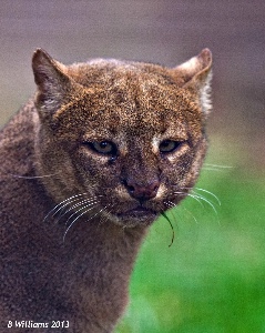 Jaguarundi