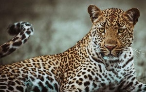 Leopard