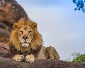 Lion