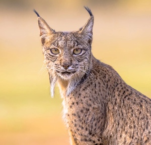 Lynx