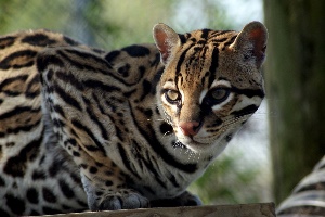 Ocelot