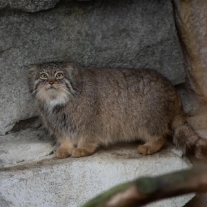 Pallas’ Cat