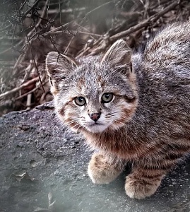 Pampas Cat