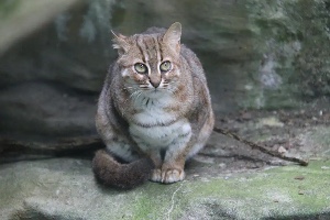 Rusted Spotted Cat
