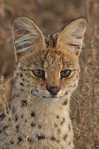 Serval