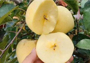 golden-venus-apples