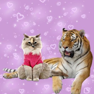 Meow