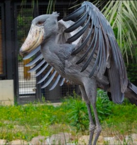 Shoebill Stork