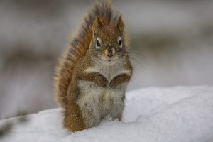 Squirrels