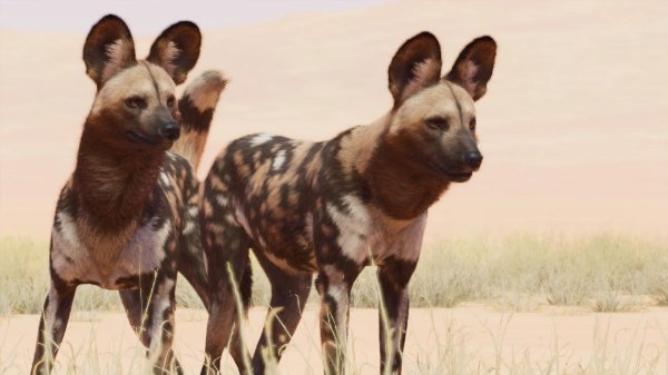 African wild dog