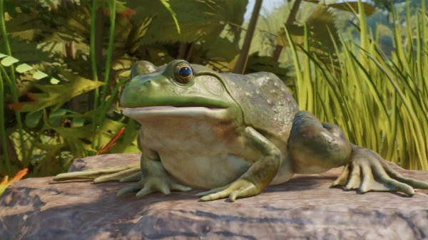 American bullfrog