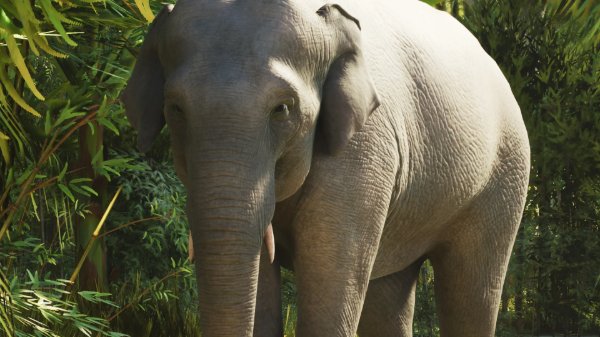 Asian elephant