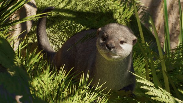 Asian small-clawed otter