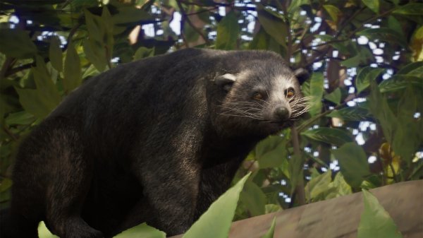 Binturong