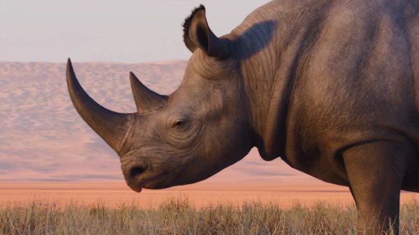 Black rhinoceros