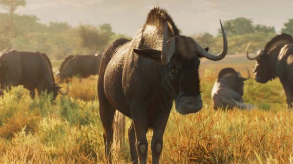 Black wildebeest