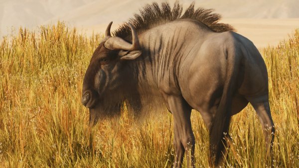 Blue wildebeest