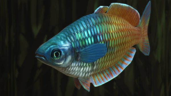 Boeseman's rainbowfish