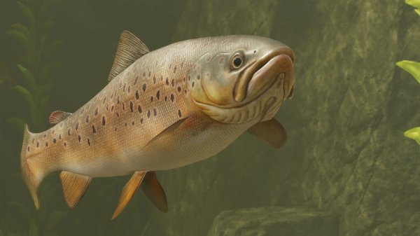 Brown trout