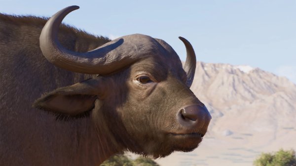 Cape buffalo
