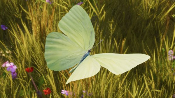 Cloudless sulphur