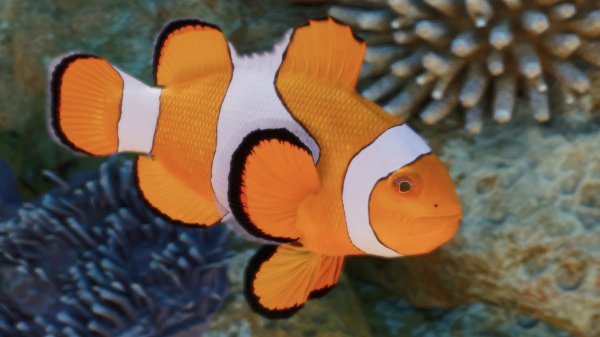 Clown anemonefish