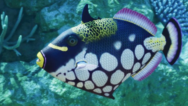 Clown triggerfish