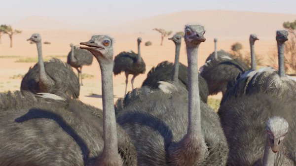 Common ostrich