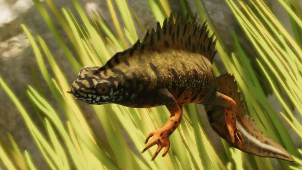 Danube crested newt