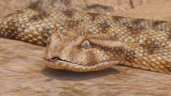 Desert horned viper