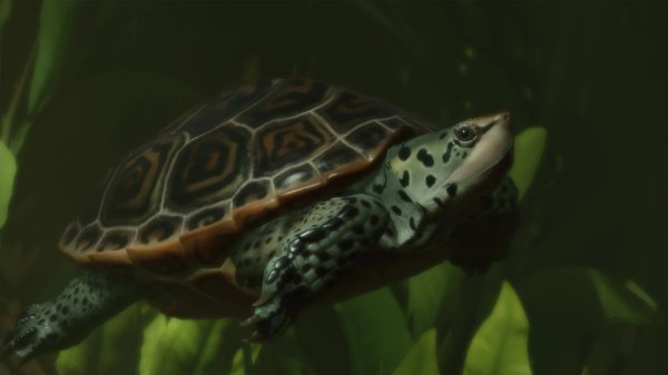 Diamondback terrapin