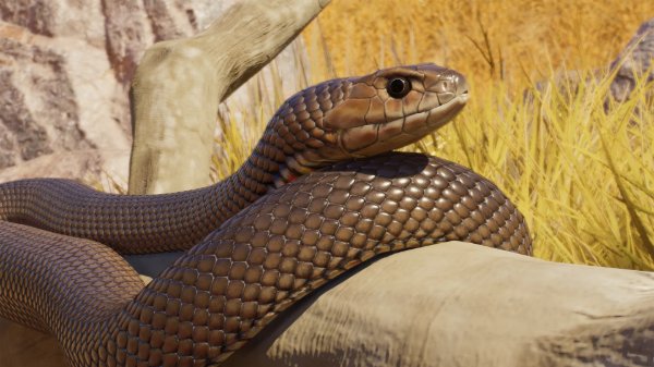 Eastern brown snake