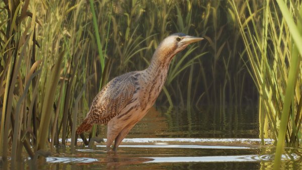 Eurasian bittern