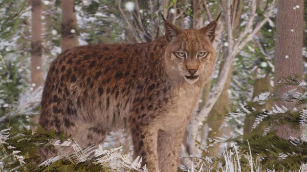Eurasian lynx