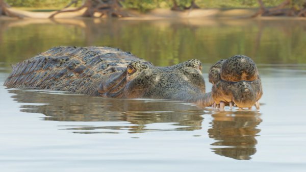 Gharial