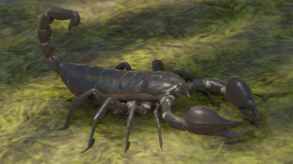 Giant forest scorpion