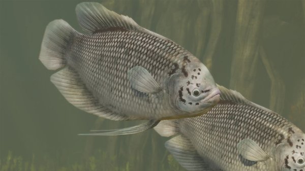 Giant gourami