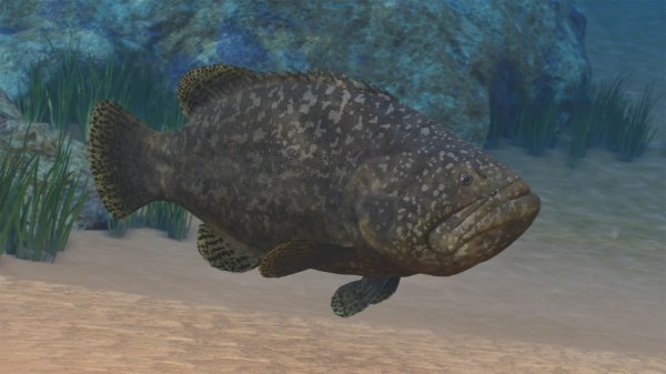 Giant grouper