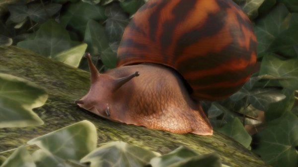 Giant tiger land snail