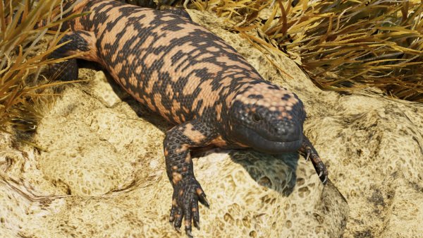 Gila monster