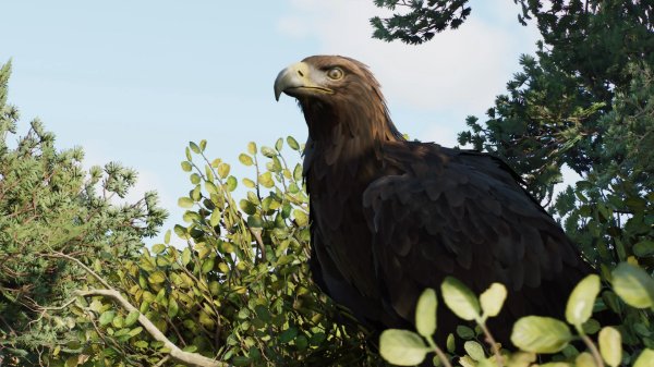 Golden eagle