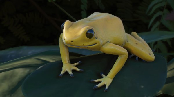 Golden poison frog